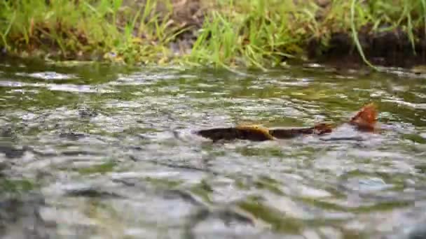 Water Level Trout Swimming Stream — Stock Video