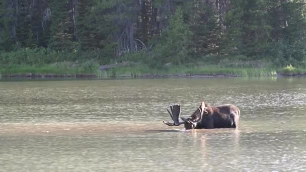 Szeroki Strzał Moose Jedzenia Mountain Lake — Wideo stockowe