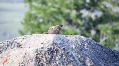 Rüzgar Sararbellied Marmot Kürk Darbeler