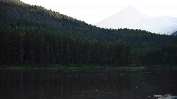 Wide Shot Moose Ducking Water Mountain Lake — Stock Video