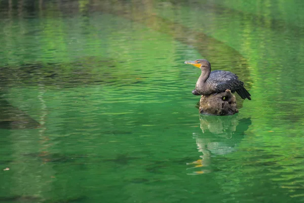 Le cormoran se repose à l'extrémité sèche de l'arbre tombé — Photo