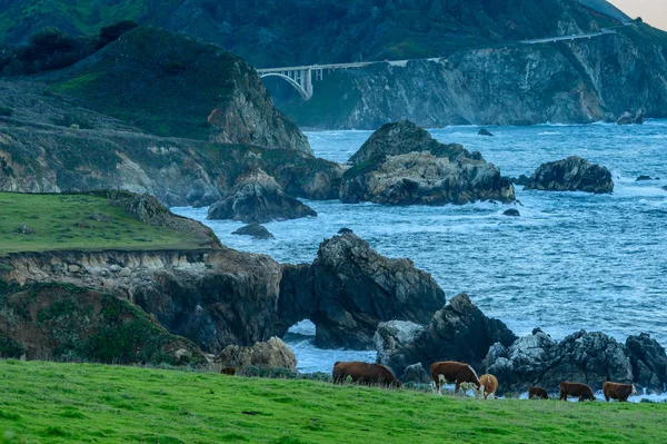 Коровьи пастбища на побережье Калифорнии — стоковое фото