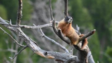 Sarı Karınlı Marmot Ağaçta Oturur