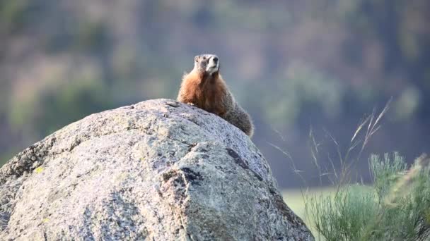Marmota Vientre Amarillo Alerta Roca Grande — Vídeo de stock