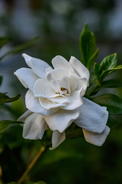 Gardenia Bloom Primer plano — Foto de Stock