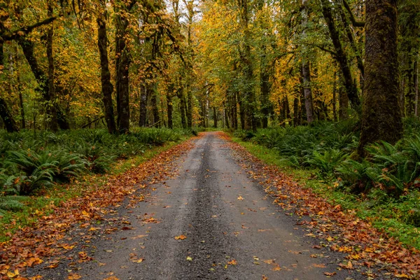 Camino de grava a través del bosque de Washington —  Fotos de Stock