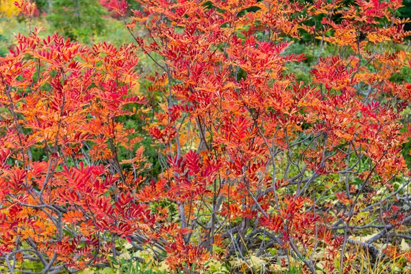 Arbustos de arándanos en otoño — Foto de Stock