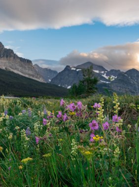 Tarladaki Yapışkan Sardunyaların Düşük Açısı