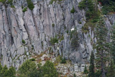 Dağ Keçisi Rocky Kayalıklarına tırmanır