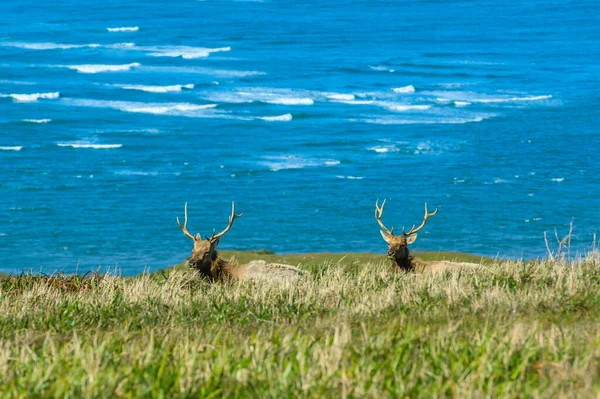 Ocean Surf och två Tule älg — Stockfoto