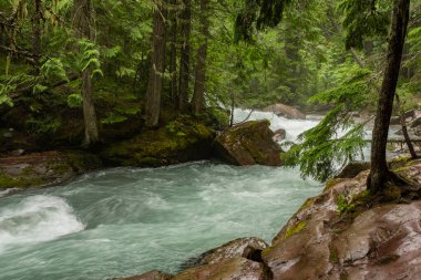 Yosunlu Orman 'da Karlar Eriyor