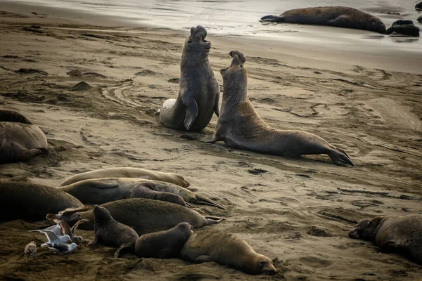 Two Large Male Elephant Seals Battle — Stock Photo, Image