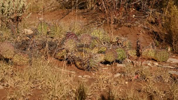 Nackte Beine Wandern Niedrigen Kaktus Vorbei Auf Wüstenpfad — Stockvideo