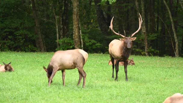 Bull Elk Försöker Attrahera Kvinnor Och Misslyckas — Stockvideo