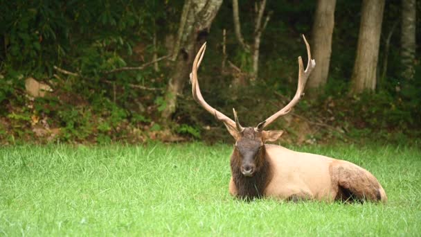 Bull Elk Repose Avec Espace Copie Gauche — Video