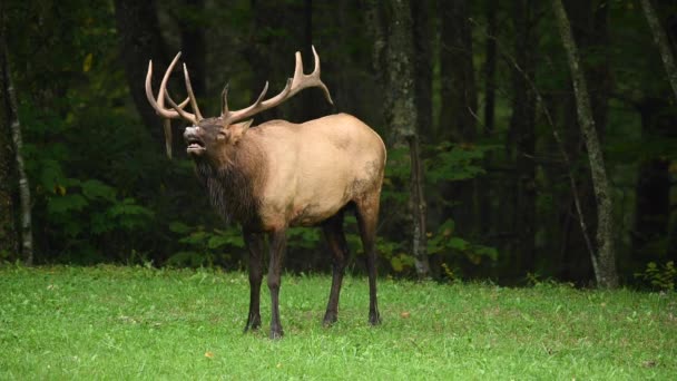 Bull Elk Čichá Vzduch Detekci Feromonů — Stock video