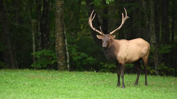 Bull Elk Stares Camera Walks Out Frame — Stock video