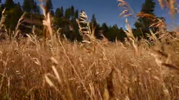 背の高い茶色の草を通過するカメラ — ストック動画