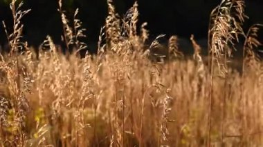 Hafif Rüzgâr Kahverengi Çimenlerin Üzerinde Esiyor