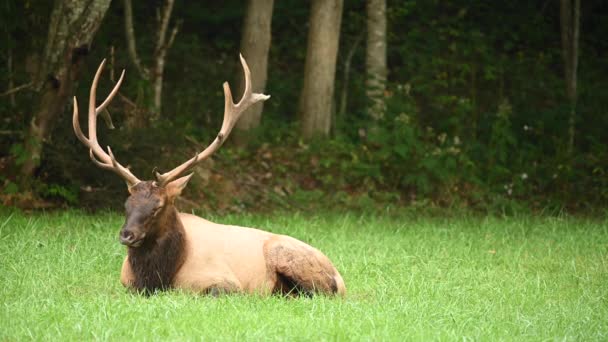 Owady Pester Elk Dopóki Się Nie Zdenerwuje — Wideo stockowe