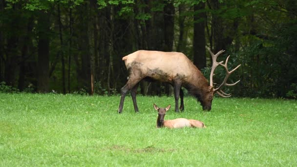 Single Fawn Rests Bull Elk Grazes — Stock Video