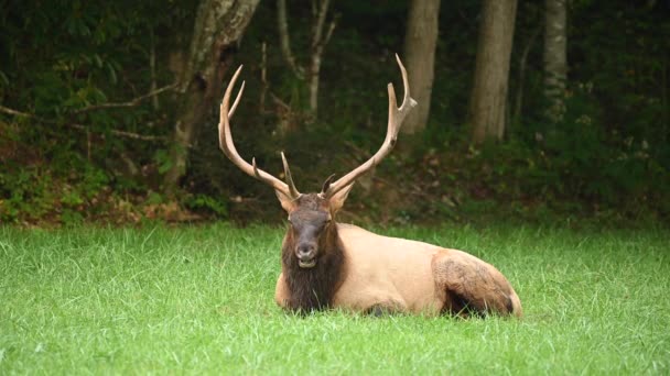 Pequeno Não Ver Ums Enxame Bull Elks Cabeça — Vídeo de Stock