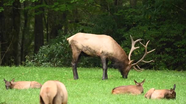 Något Tar Uppmärksamheten Från Bull Elk — Stockvideo