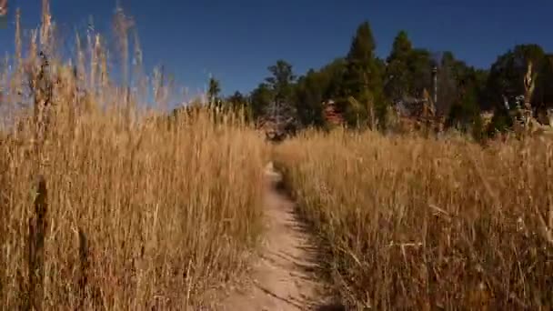 Cintura Vista Alta Caminhadas Overgrown Trail Outono — Vídeo de Stock