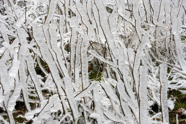 Is bygga upp på grenarna — Stockfoto