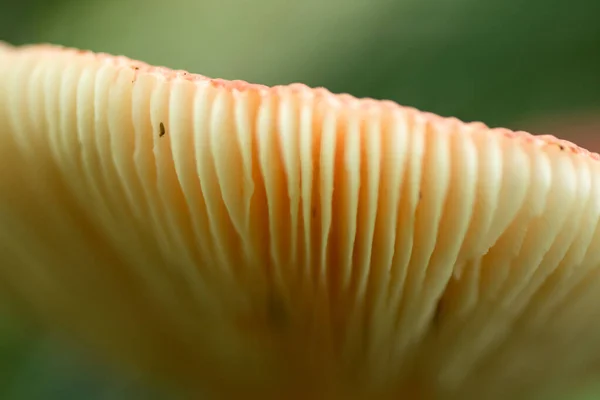 Papírové tenké formace v houbě — Stock fotografie