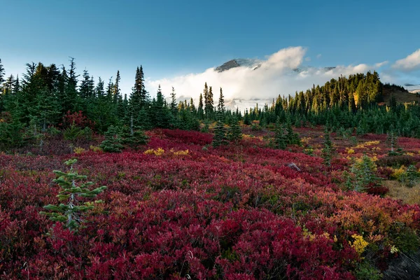 Huckleberry vermelho em todo o campo aberto com o monte Rainier — Fotografia de Stock