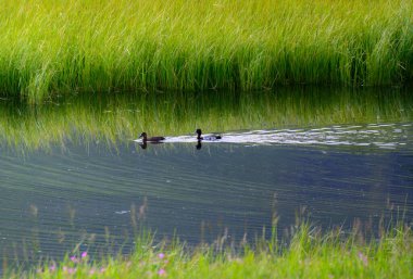 Küçük bir Derede İki Ördek Yüzüyor
