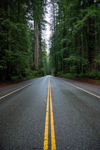 Wet Road Cuts Through Redwood Forest — Stock Photo, Image