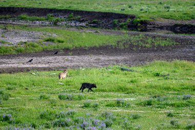 Siyah Kurt Bir Koku Yakalıyor