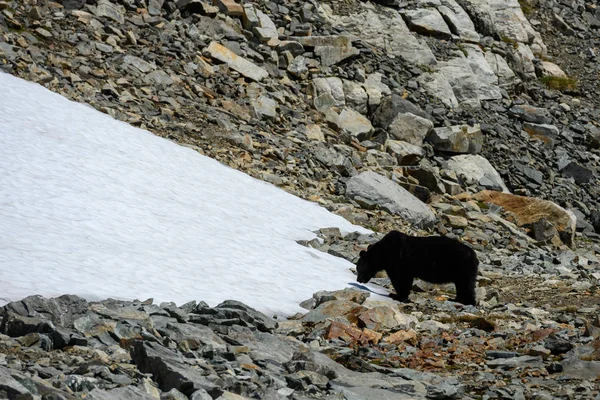 ボルダーフィールドの雪のパッチに向かって黒いクマの散歩 — ストック写真