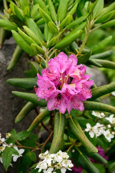 Abelha poliniza flores de rododendros — Fotografia de Stock