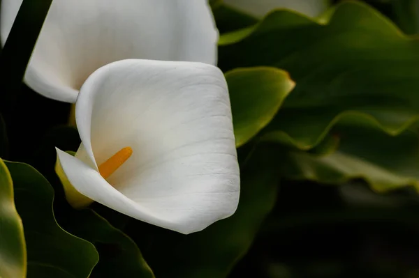 Calla Lilly Vahşi Doğada Çiçek açıyor — Stok fotoğraf