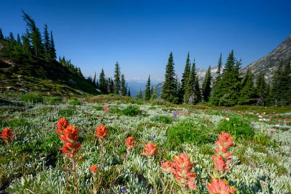 Pincel Flores Silvestres Esticam Prado Alpino Washington Wilderness — Fotografia de Stock