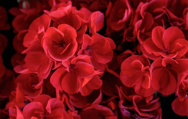 Czerwone Płatki Kwiatów Tle Obrazu Spring Garden — Zdjęcie stockowe