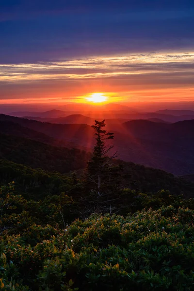 Raios Solares Cercam Pinheira Blue Ridge Mountains — Fotografia de Stock
