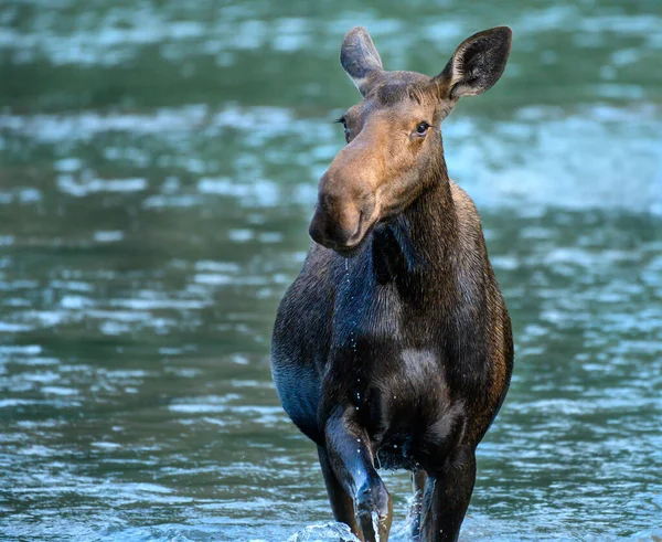 Jeden Proud Vody Samice Moose Tvář Horském Jezeře — Stock fotografie