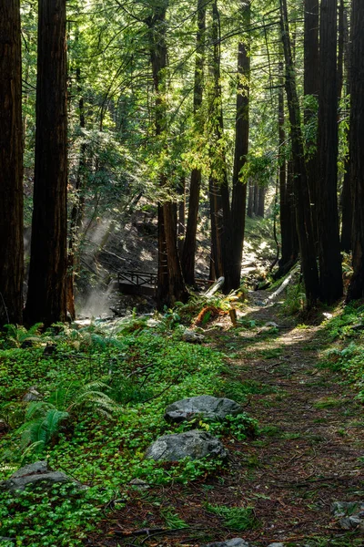 Shafts Light Bridge Trail Στο Δάσος Της Καλιφόρνια — Φωτογραφία Αρχείου