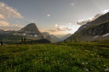 Logan Geçidi 'nde Günbatımında Vahşi Çiçekler