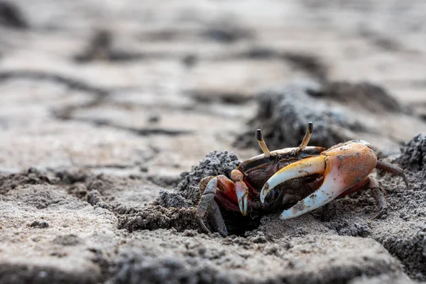 Tiro Largo Caranguejo Pequeno Que Corre Terra Rachada Seca — Fotografia de Stock