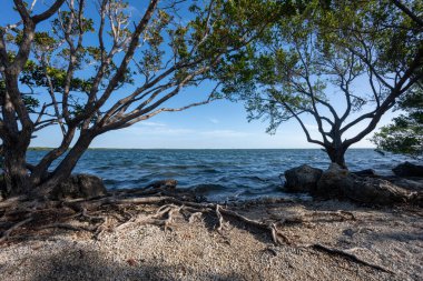 Biscayne Körfezi kıyısında Mangrovlar yol boyunca büyüyor.