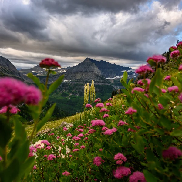 Beargrass Cresce Através Das Flores Cor Rosa Montanhas Galcier — Fotografia de Stock