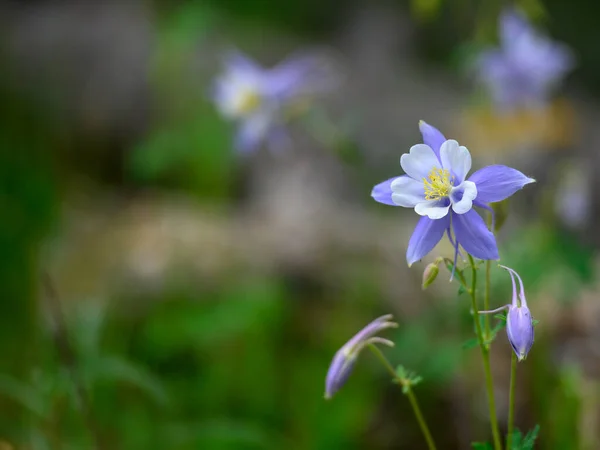 Columbine Flower Copy Space — Stock Photo, Image