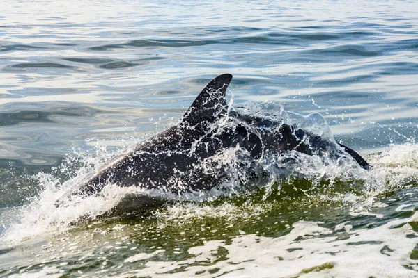 Dolphin Pinna Dorsale Schizza Nella Veglia Della Barca — Foto Stock