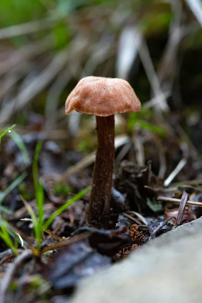 Droopy Brown Paddenstoel Great Smoky Mountains — Stockfoto
