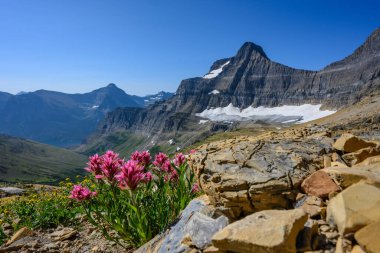 Hint Boya Fırçası Buzul 'un yüksek dağlarında yetişir.